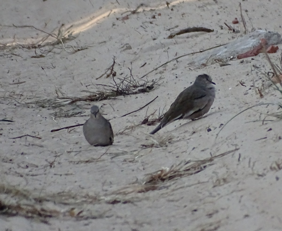 Picui Ground Dove - ML480374061