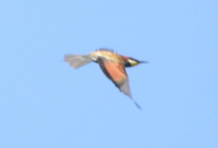 European Bee-eater - ML480374911