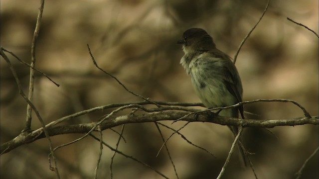 Eastern Phoebe - ML480375