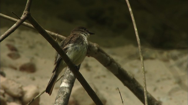 Eastern Phoebe - ML480376