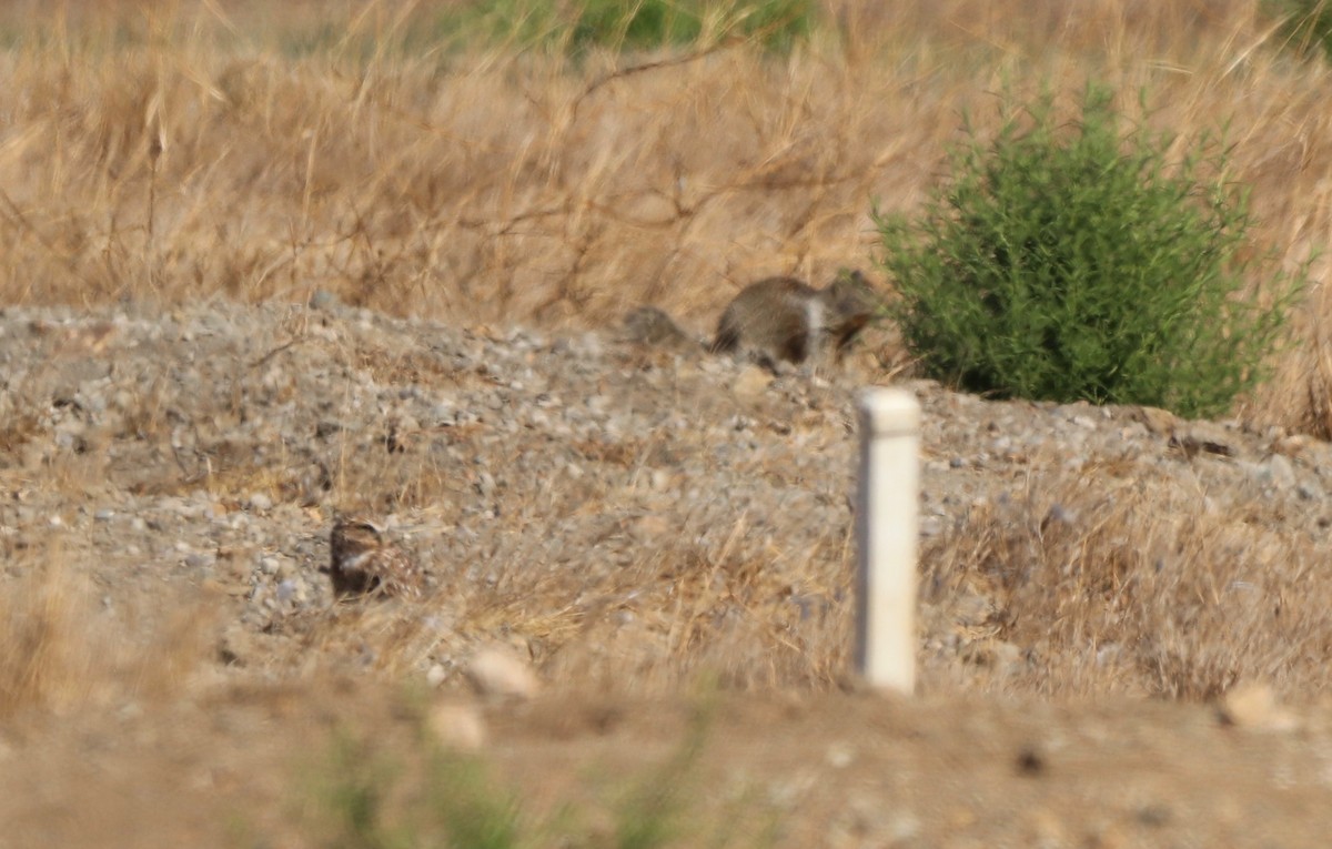 Burrowing Owl - ML480376321