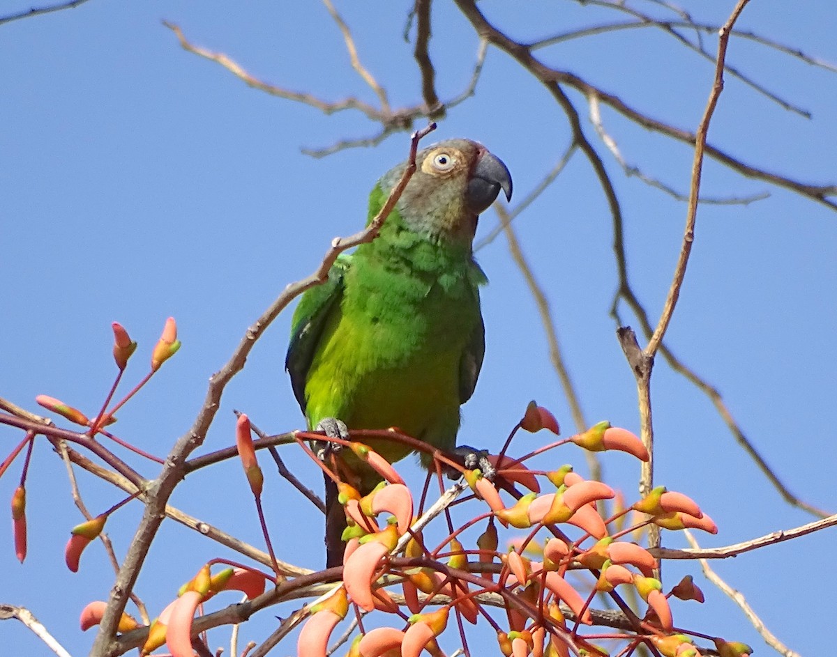 Conure de Weddell - ML480376981