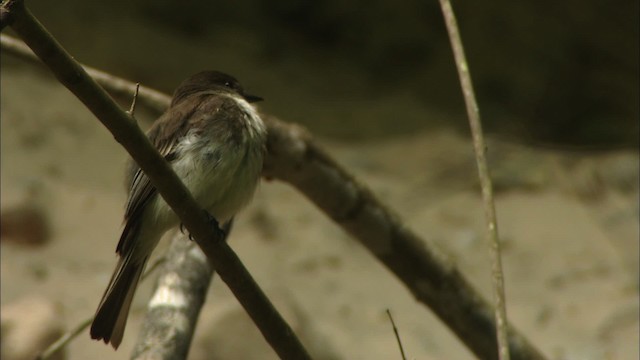 Eastern Phoebe - ML480377