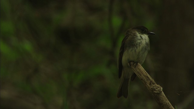 Eastern Phoebe - ML480378