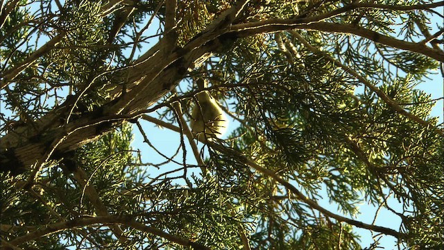 Ruby-crowned Kinglet - ML480379