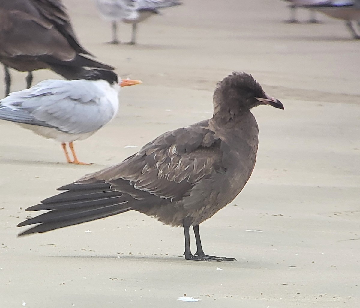 Heermann's Gull - ML480380051