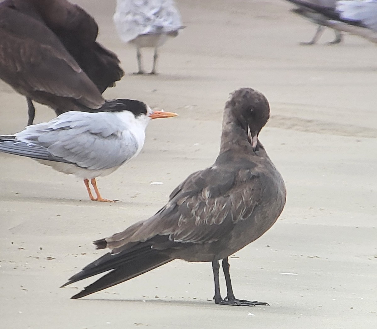 Heermann's Gull - ML480380201
