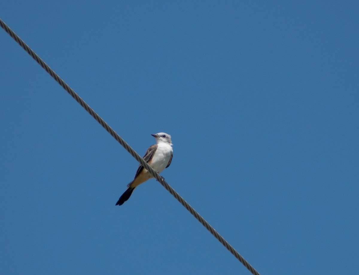 Scissor-tailed Flycatcher - ML480380811