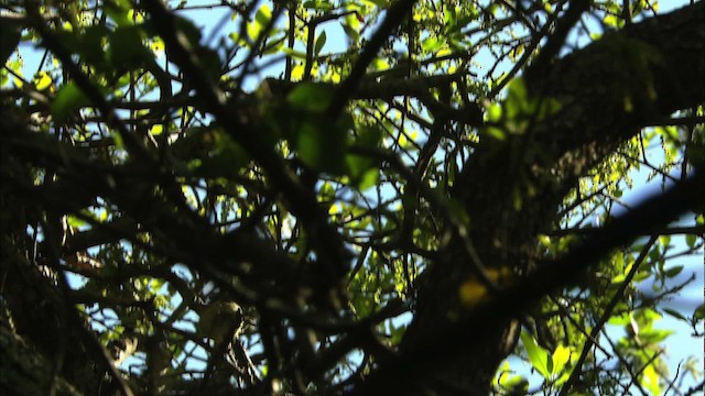 Ruby-crowned Kinglet - ML480381