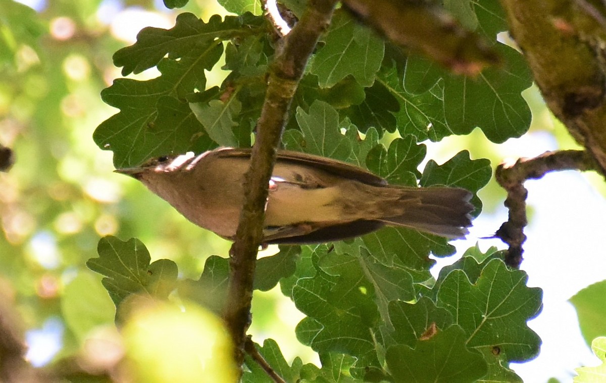 Eurasian Blackcap - ML480381061