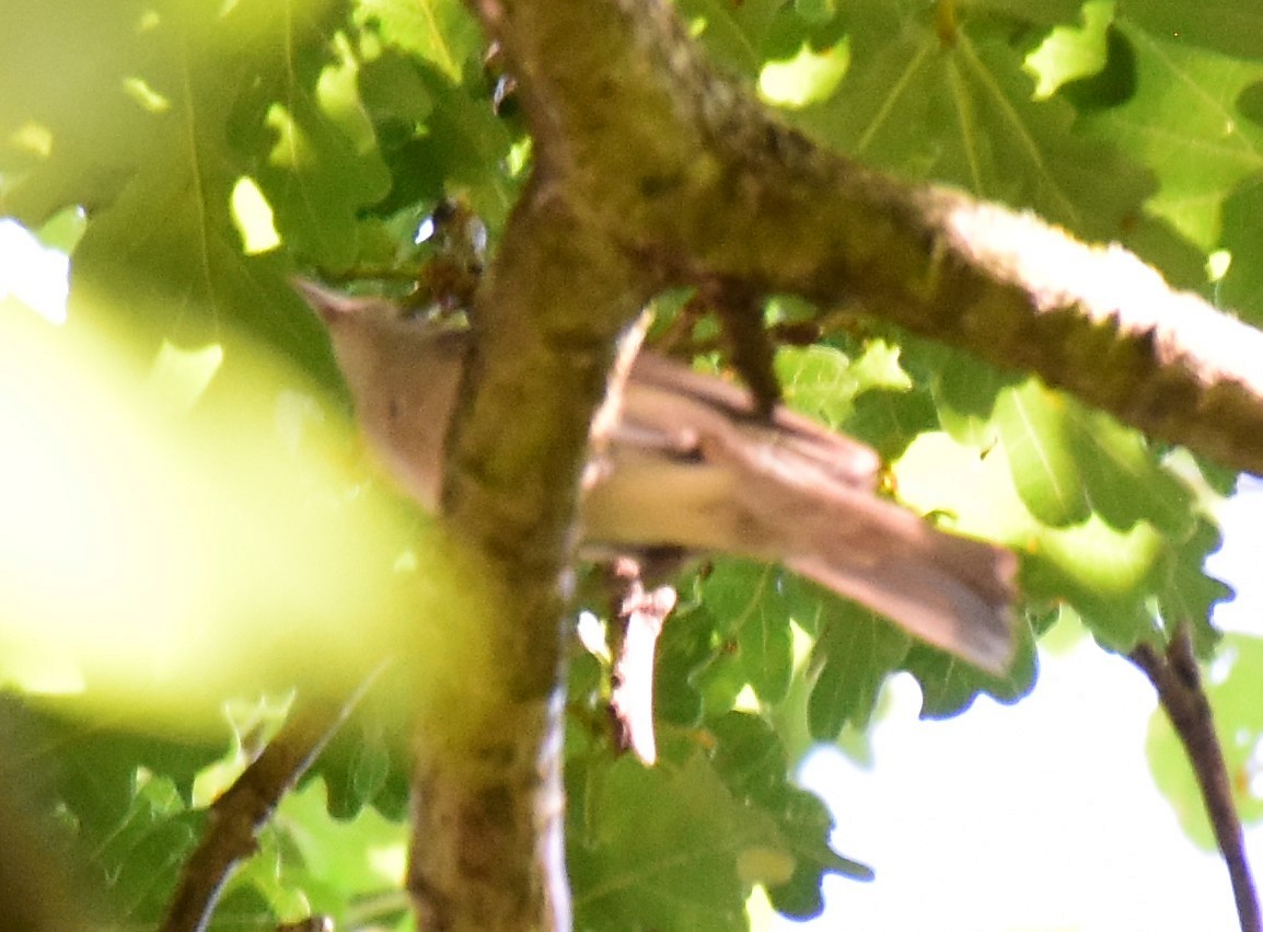 Eurasian Blackcap - ML480381091