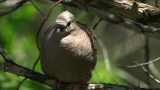 Inca Dove - ML480382