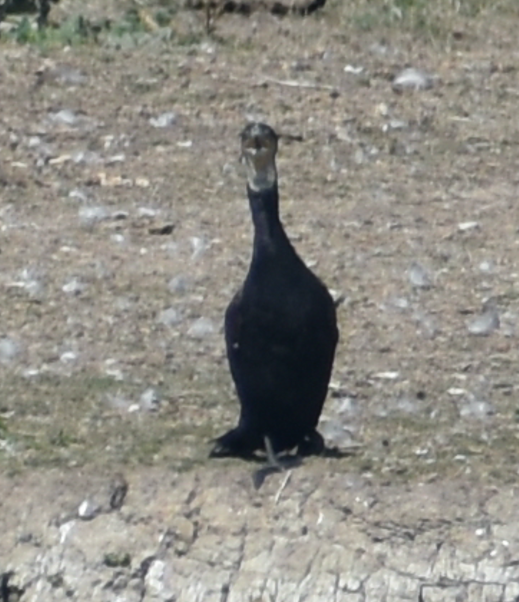 Great Cormorant - Andy McGeoch 🦆