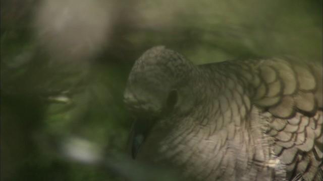 Inca Dove - ML480383