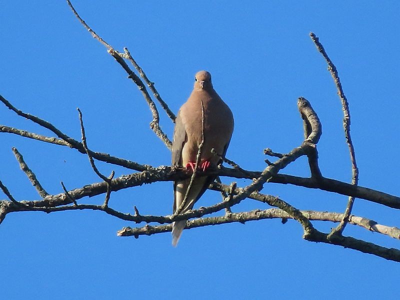 Mourning Dove - Tracy The Birder