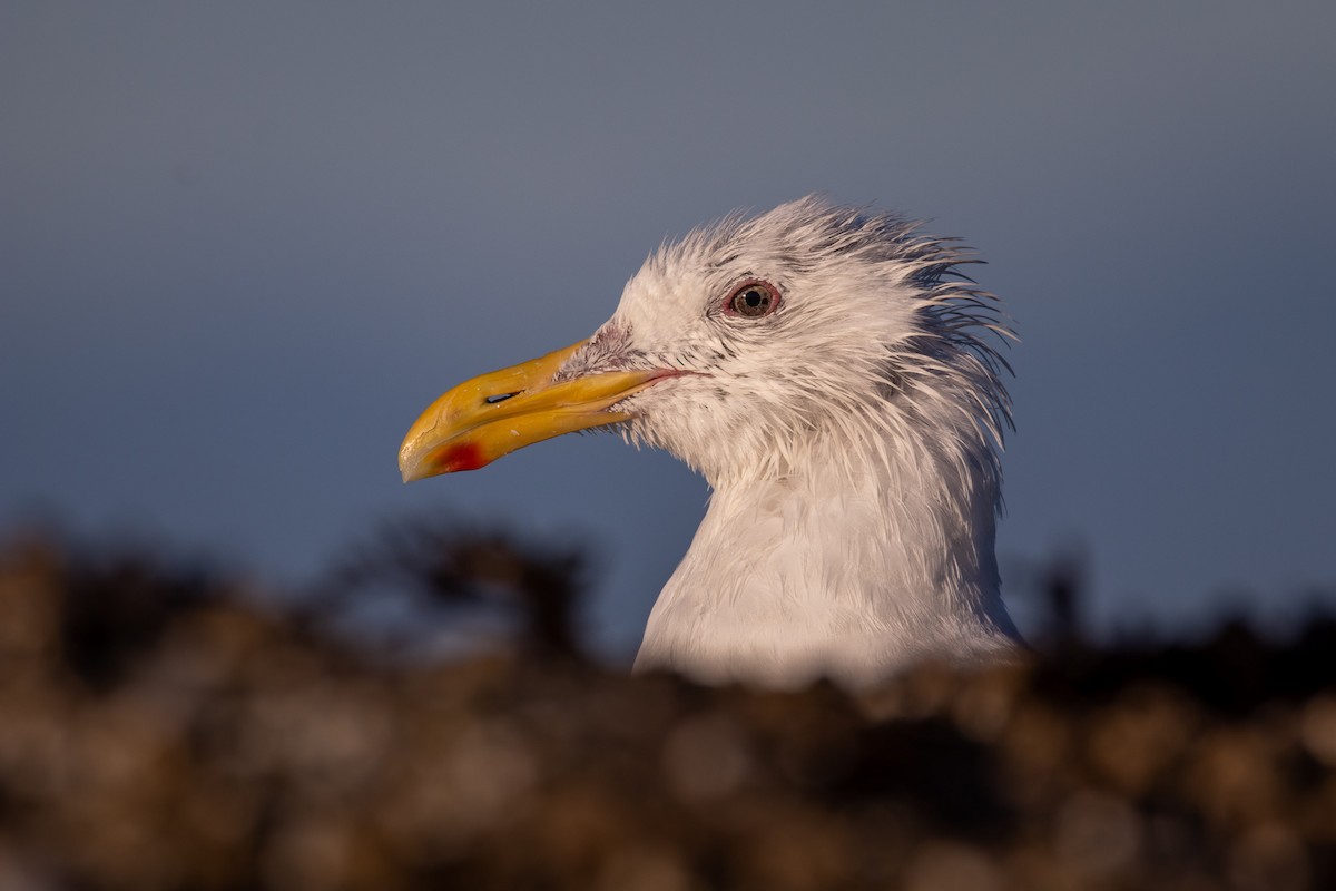 Glaucous-winged Gull - Rain Saulnier