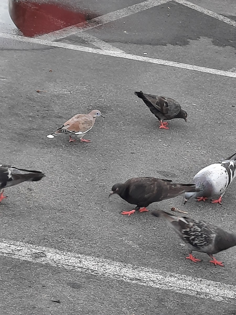 Rock Pigeon (Feral Pigeon) - Anonymous