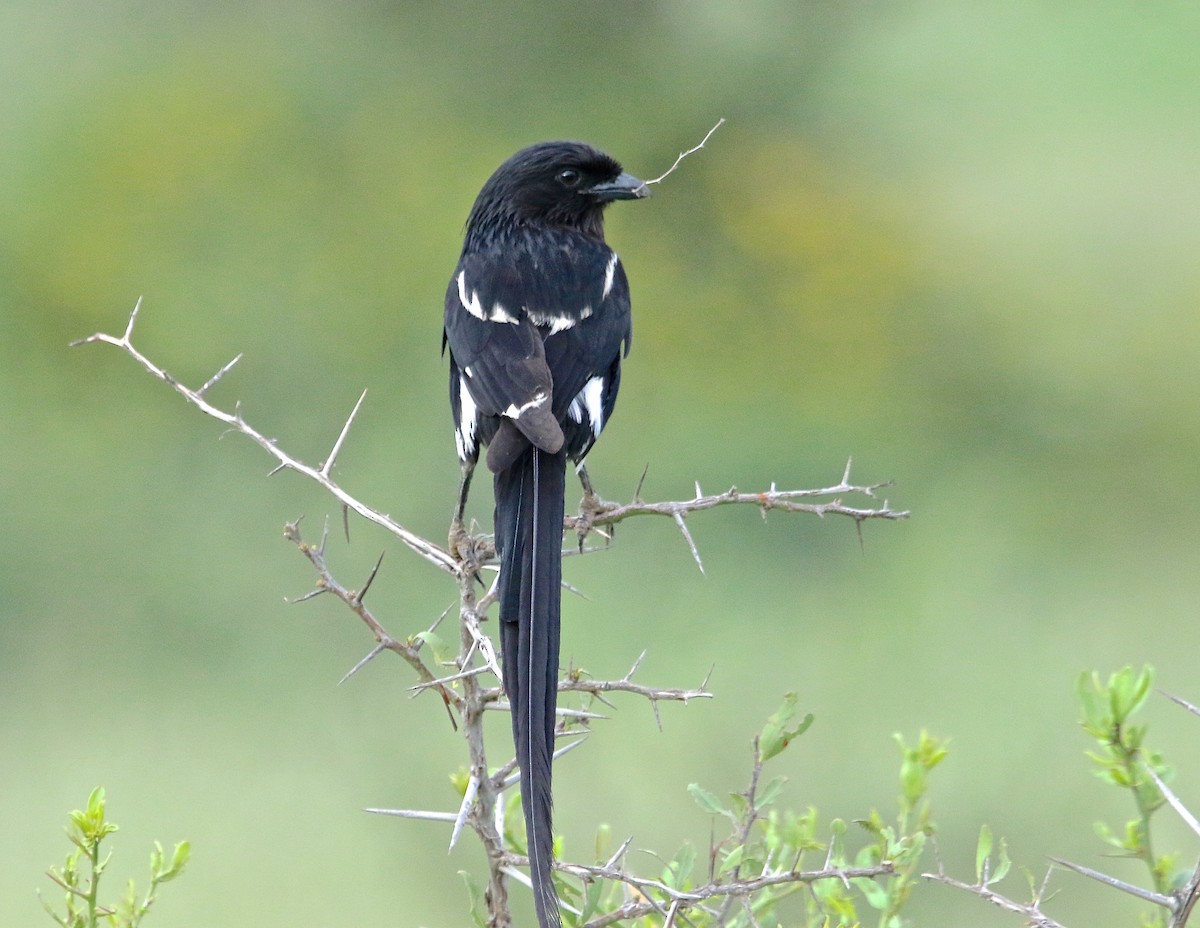 Magpie Shrike - ML48038481