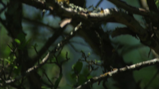 Inca Dove - ML480385