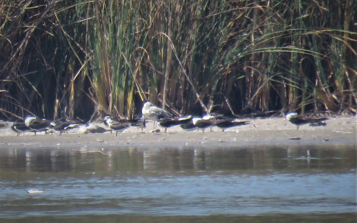 Black Skimmer - ML480385631