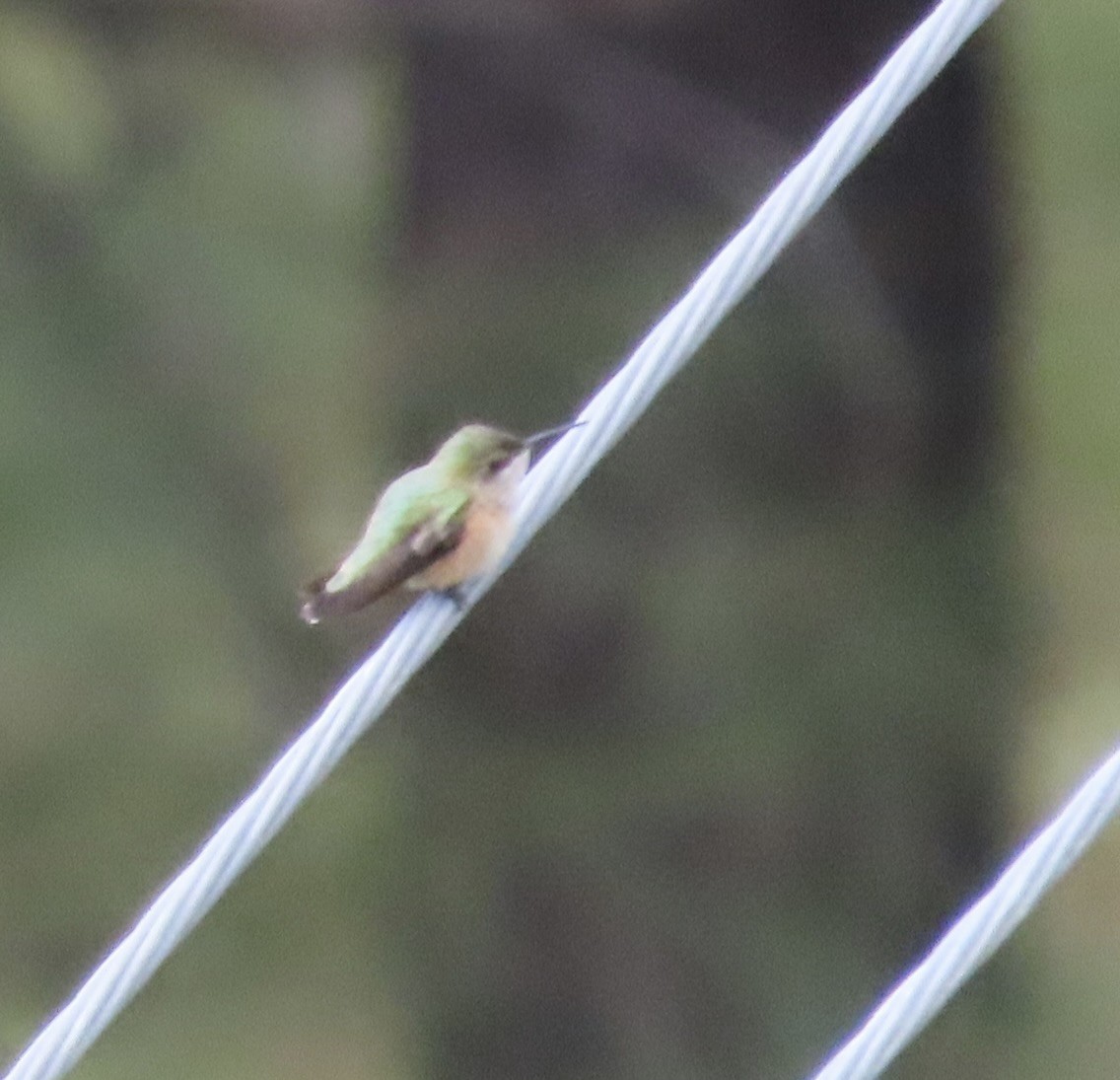 Calliope Hummingbird - ML480385901