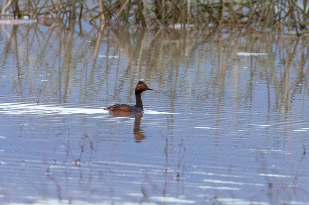 Eared Grebe - ML480386131