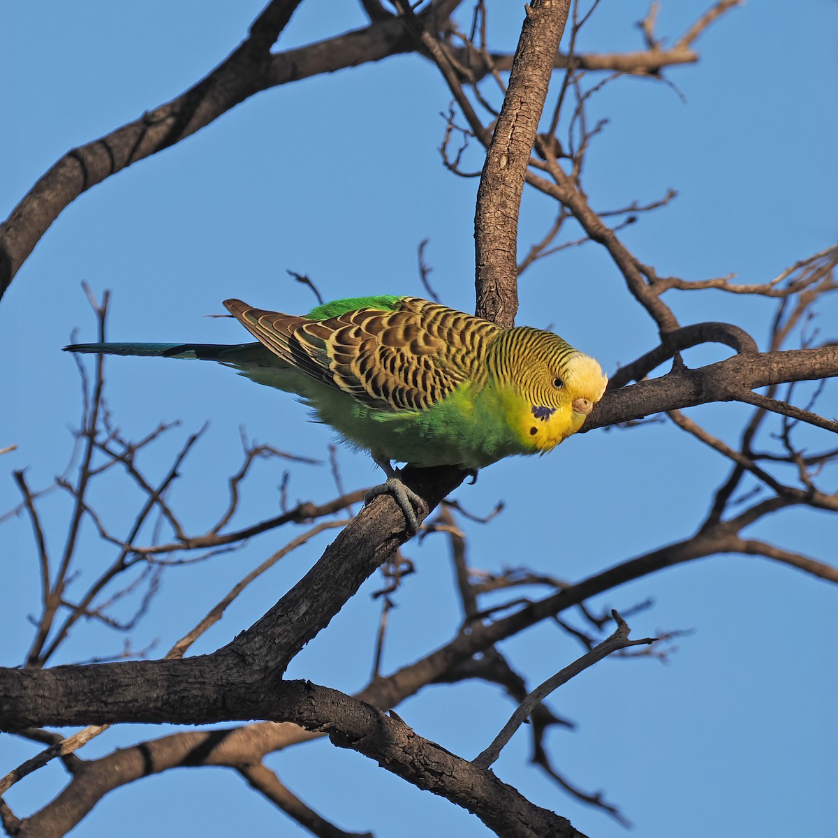 Budgerigar - ML480387601