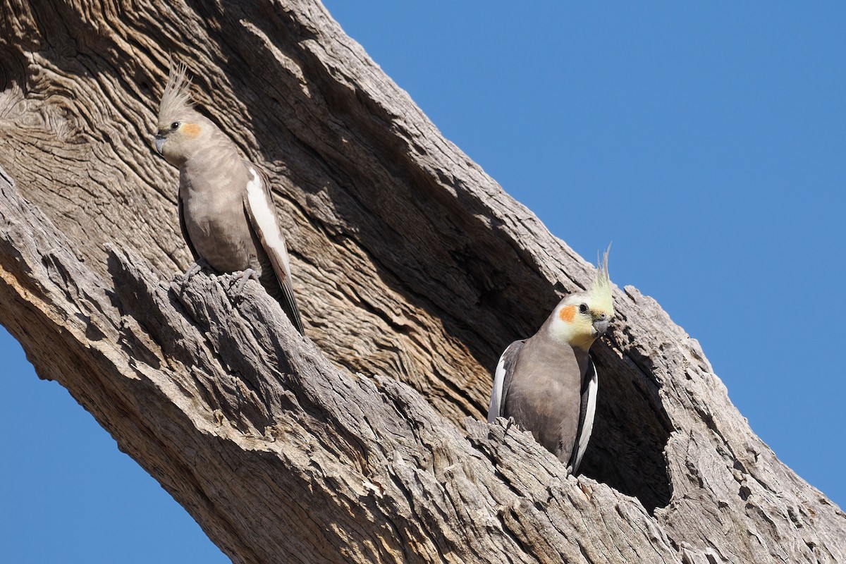 Cockatiel - ML480387691