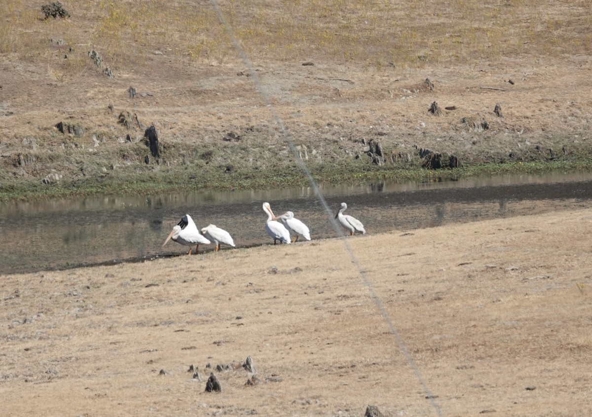 American White Pelican - ML480388181