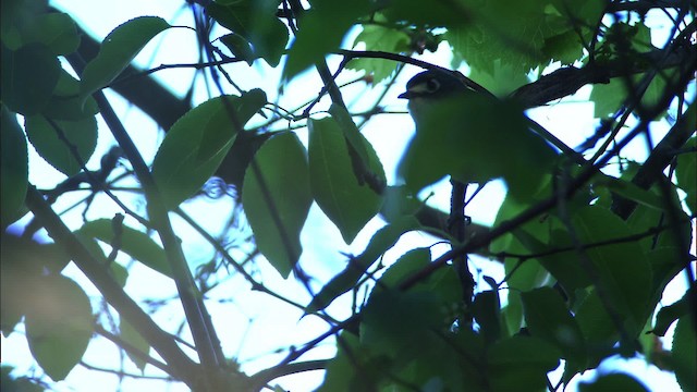 Vireo Cabecinegro - ML480389