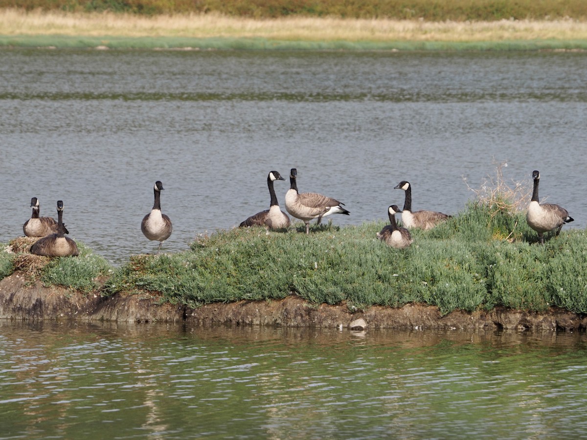 Canada Goose - Wendy Feltham