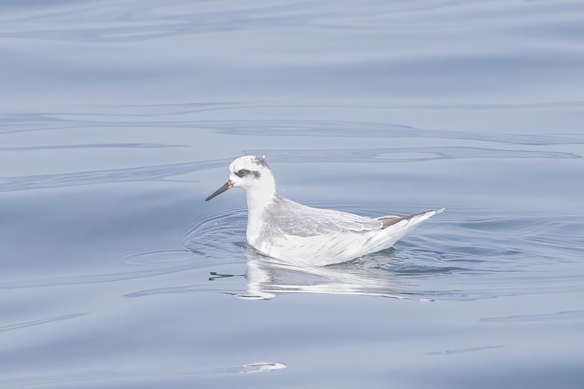 Phalarope à bec large - ML480389291