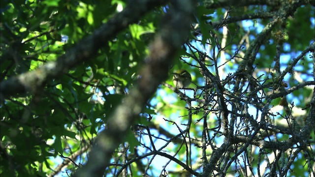 Black-capped Vireo - ML480390