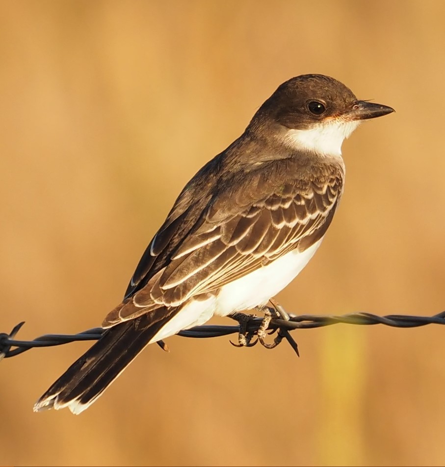 Eastern Kingbird - Danielle Jernigan