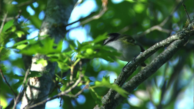 Vireo Cabecinegro - ML480391