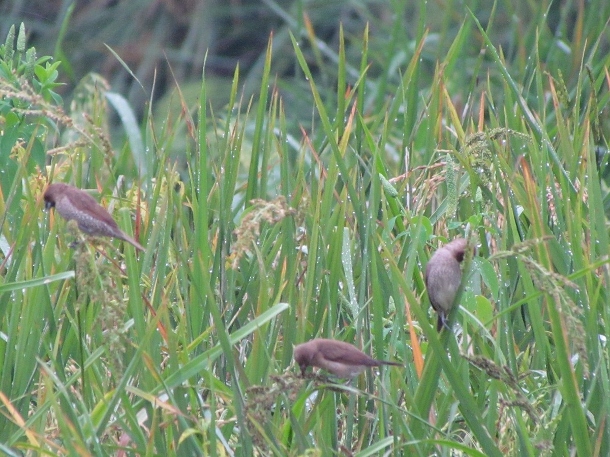 Scaly-breasted Munia - Linda Gocon