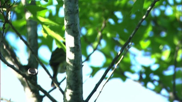 Vireo Cabecinegro - ML480392