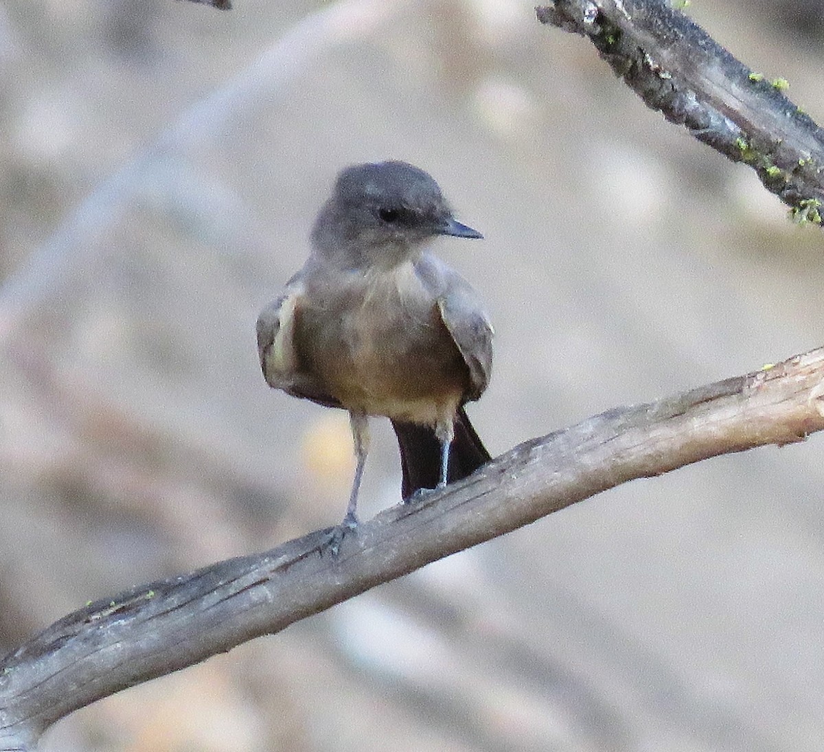 Western Wood-Pewee - ML480392571