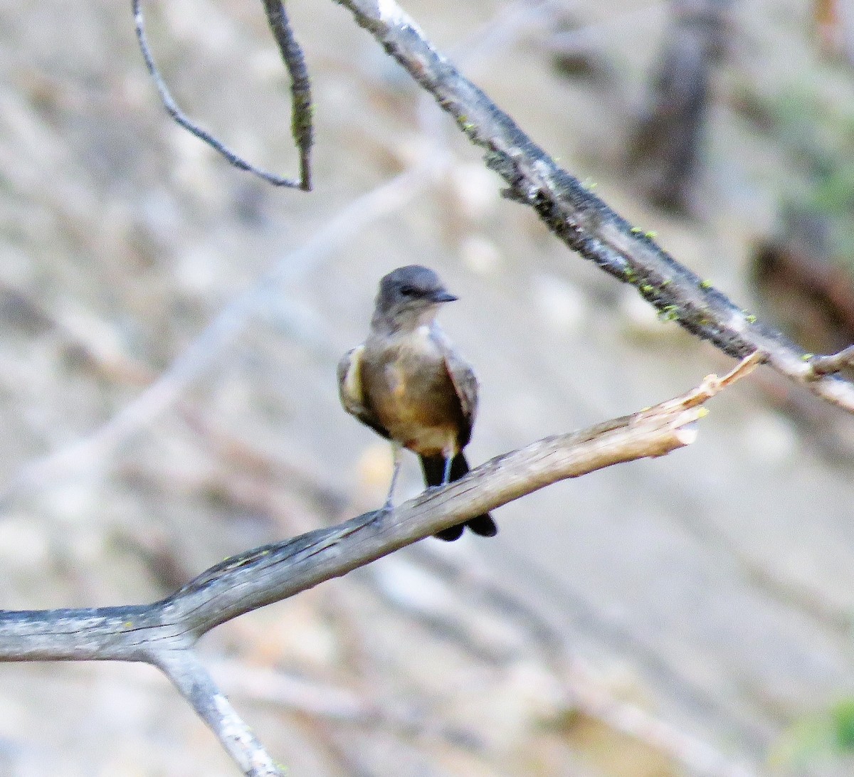 Western Wood-Pewee - Bea Harrison