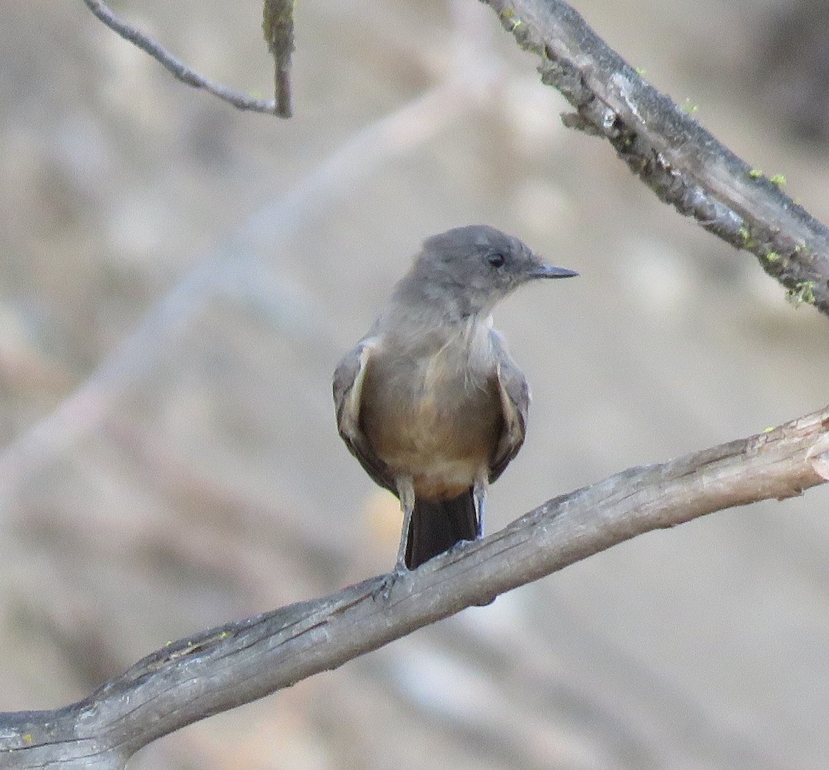 Western Wood-Pewee - ML480392591