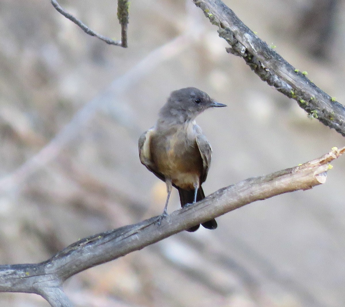 Western Wood-Pewee - ML480392601