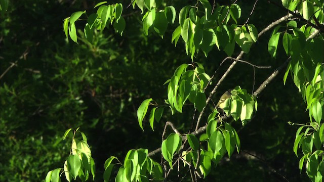 Vireo Cabecinegro - ML480393