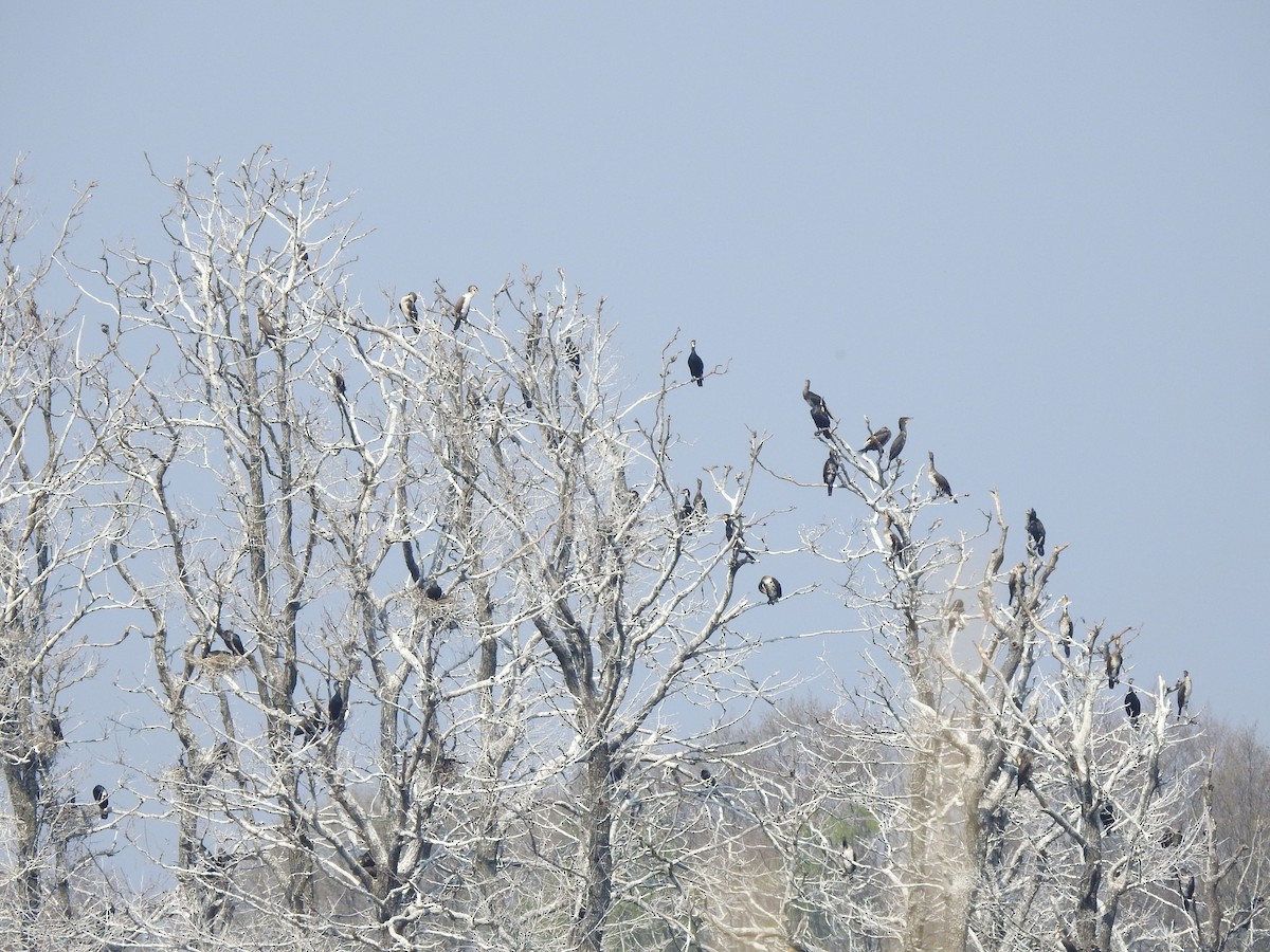 Great Cormorant - ML480394031