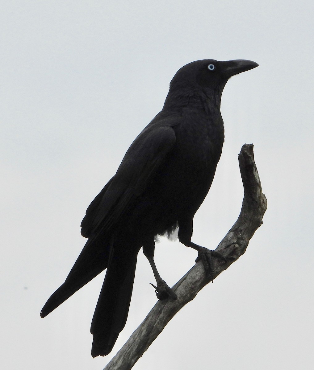 Torresian Crow - ML480394561