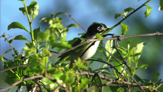 Schwarzkopfvireo - ML480395