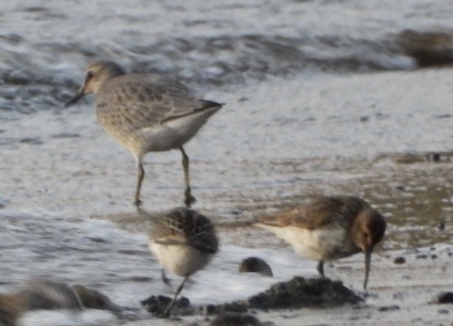 Red Knot - ML480395081