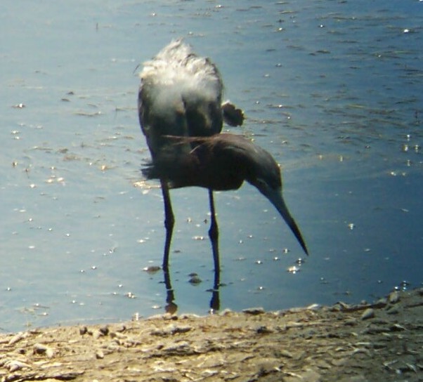 Little Blue Heron - ML480395171