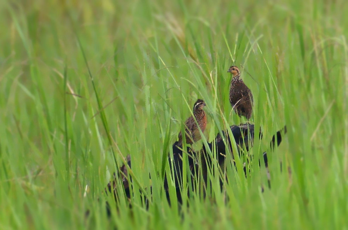 Northern Bobwhite (pectoralis Group) - ML480395251