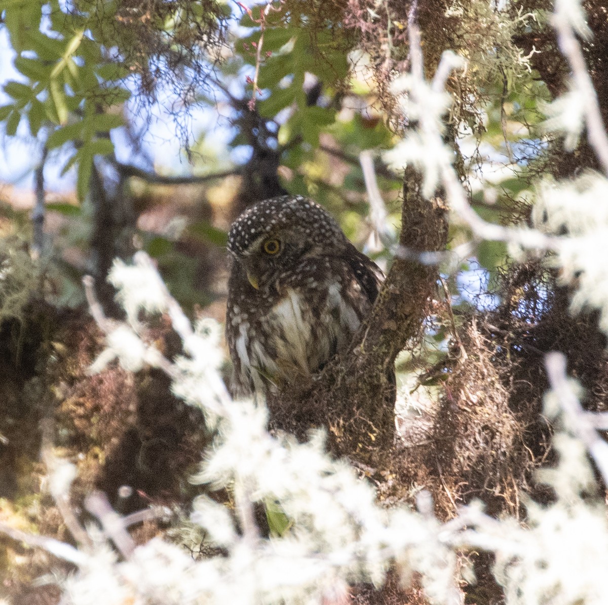 Yungas Pygmy-Owl - Lindy Fung