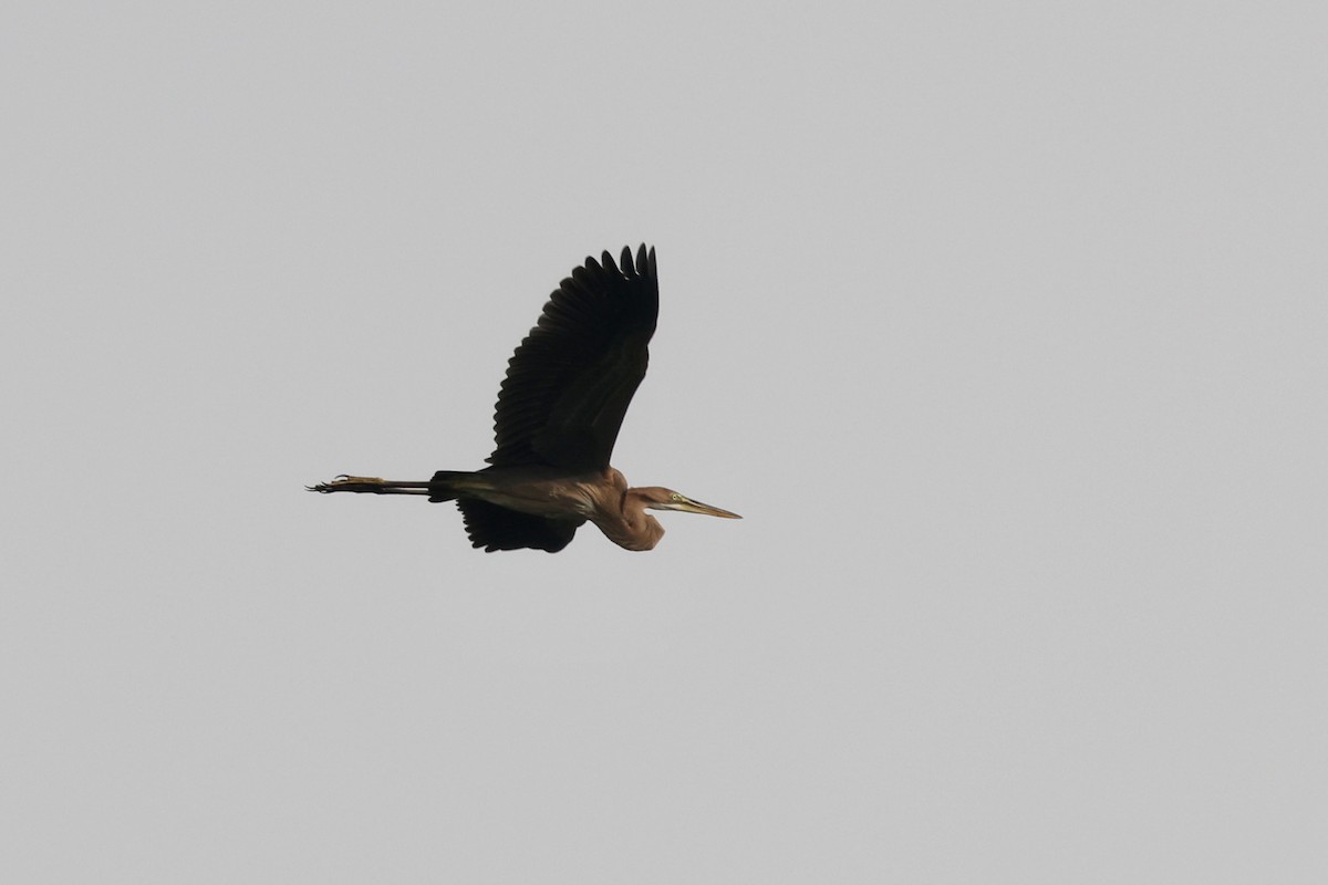 Purple Heron - Henry Zhang